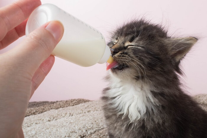 An image capturing the endearing sight of a kitten holding a feeding bottle