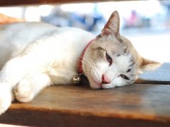 lethargic-cats