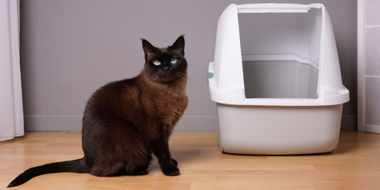 6 Common Reasons Why Cats Pee Outside the Litter Box
