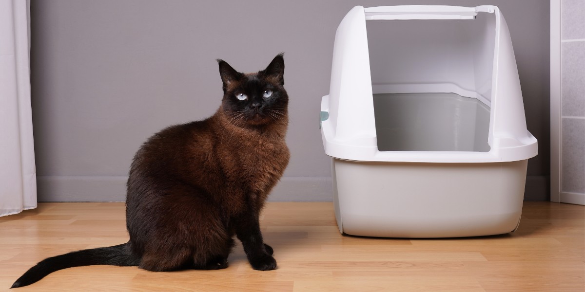 Cat pees on shop side of litter box