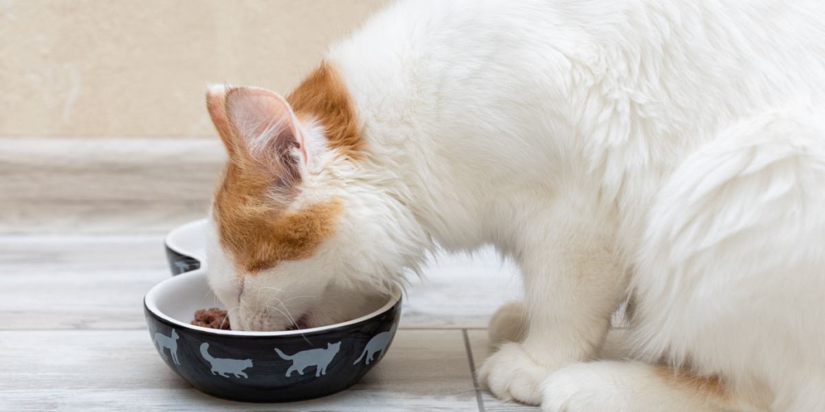 The kitten eats food from a bowl