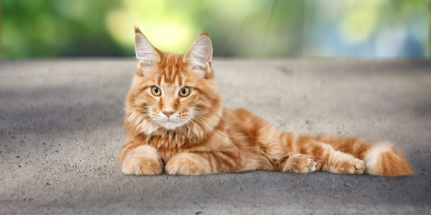 500+ Male Cat Names: Unique, Popular, and Funny Ideas for 2023
