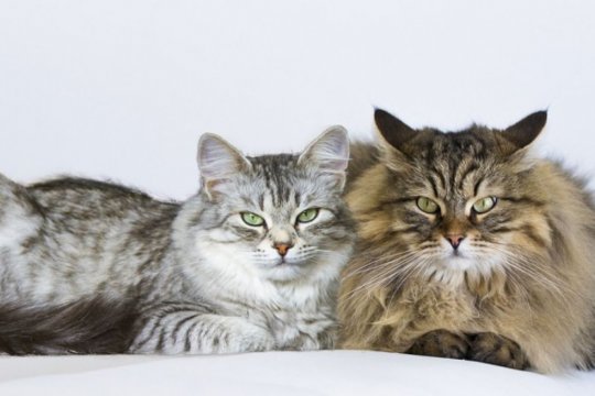 Feline Genitalia Guide: What You Need To Know