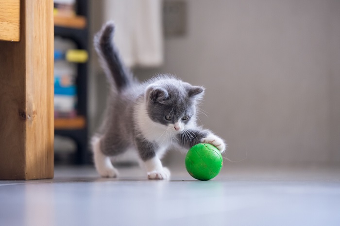 A delightful image of a playful kitten, full of energy and curiosity, engaged in an animated play session.