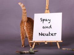 spay-and-neuter