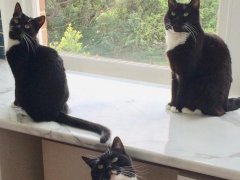 three black cats in relax posture