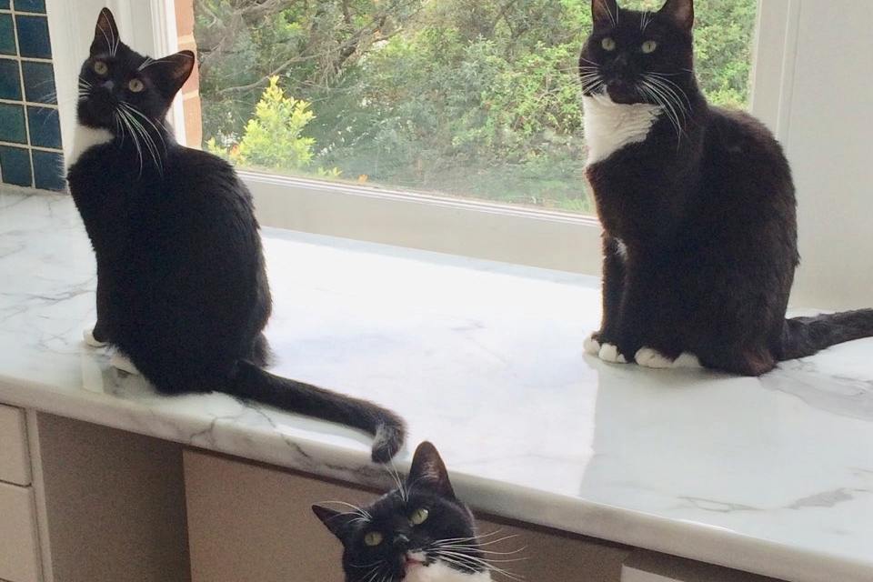 three black cats in relax posture