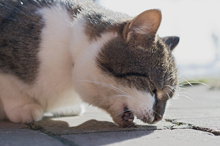 A vomiting cat, illustrating a common symptom of various feline health issues.