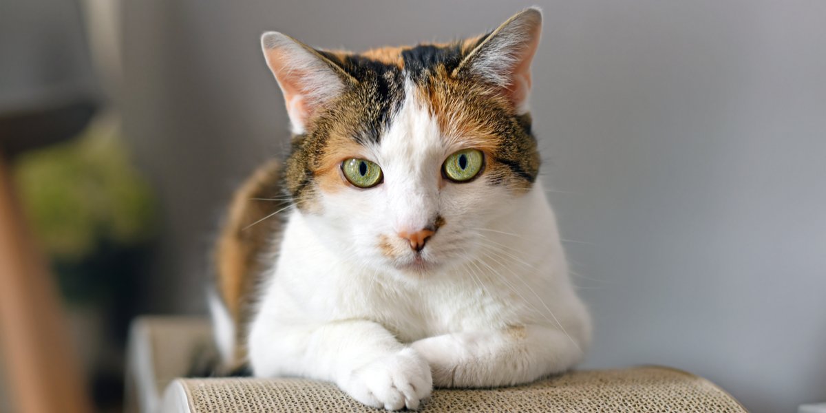Calico Cats→ Genetics, Personality, Lifespan And Intelligence 