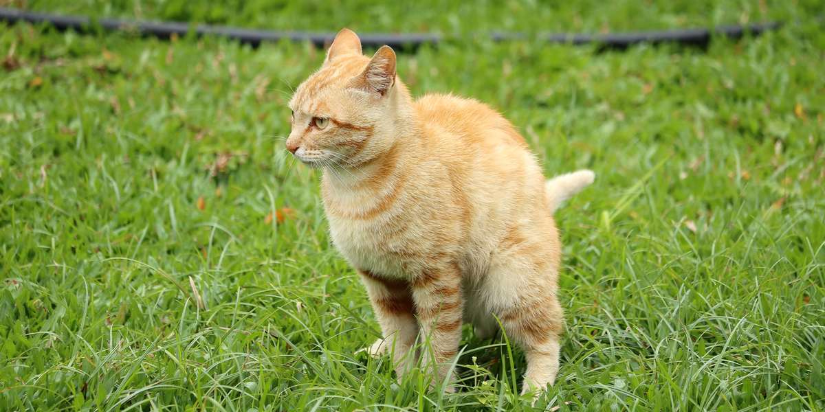 Image of a cat covering her poop after defecating.