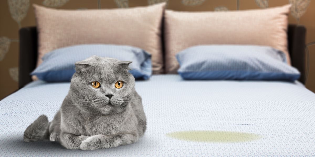 An image depicting a concerning situation where a cat is urinating on a bed.