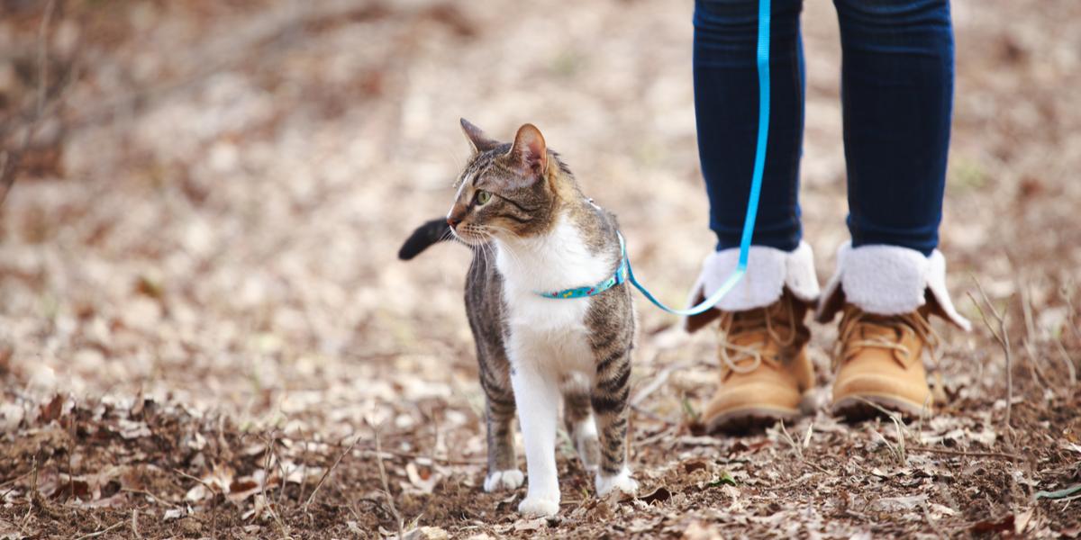 Walking Your Cat on Leash… and Doing it Safely, Learn How To Leash Train  Your Cat