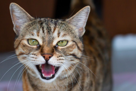 What Is Caterwauling and Why Do Cats Do It?