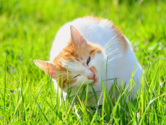 An image of a cat nibbling on grass, showcasing its natural behavior of eating greens as a potential aid for digestion or instinctual behavior.