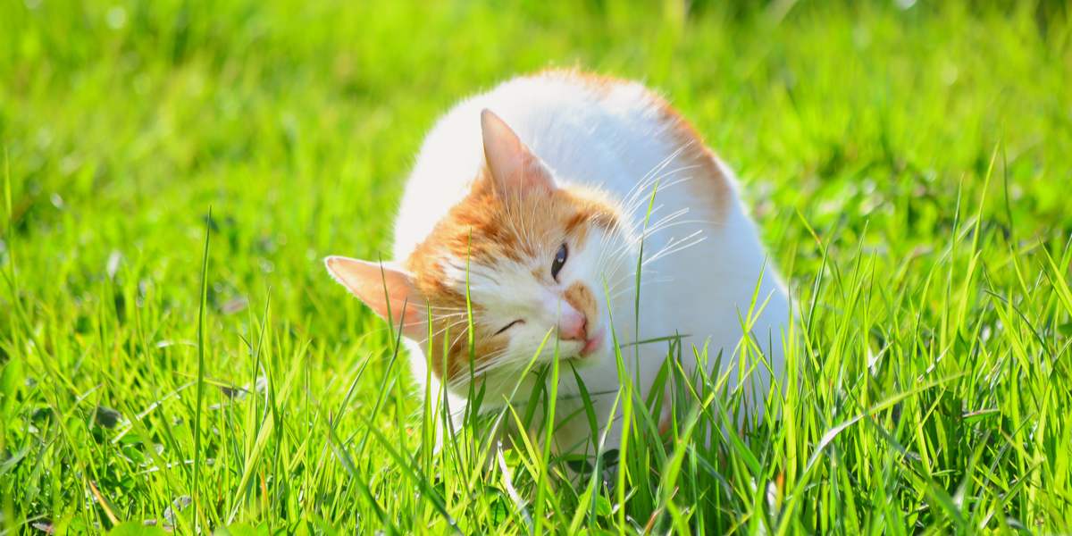 An image of a cat nibbling on grass, showcasing its natural behavior of eating greens as a potential aid for digestion or instinctual behavior.
