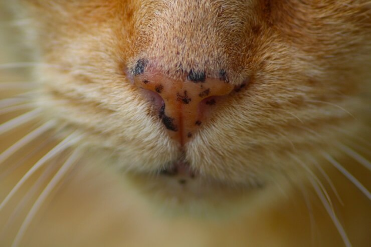 A close-up image of a cat's face adorned with endearing freckles, giving it a unique and charming appearance.