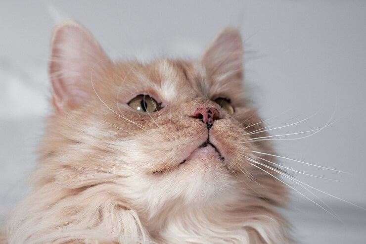 A captivating image of a cat's face, adorned with charming freckles on its nose and whisker pads, adding a touch of uniqueness to its adorable visage.