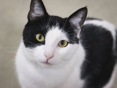 Close Up Face Short Hair Black & White Cat Yellow Green Eyes
