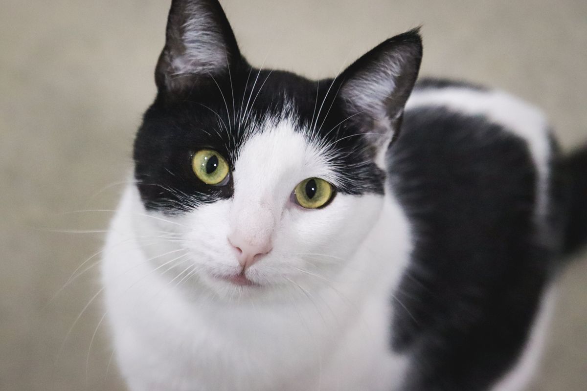 Close Up Face Short Hair Black & White Cat Yellow Green Eyes
