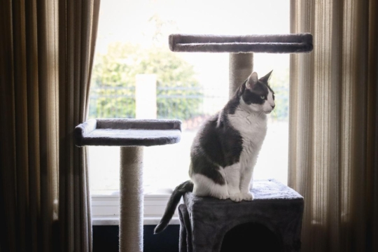 Is My Cat Depressed? Signs, Symptoms & How to Help