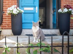 Grey & White Short Hair Tuxedo & Brown Tabby Cats Outside Outdoors