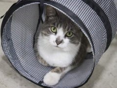 Grey White Striped Tabby Short Hair Cat Laying Hiding Tunnel