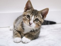 Kitten looking at the camera