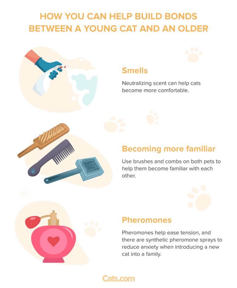 Why Do Cats Groom Each Other? Reasons Why Cats Socially Groom