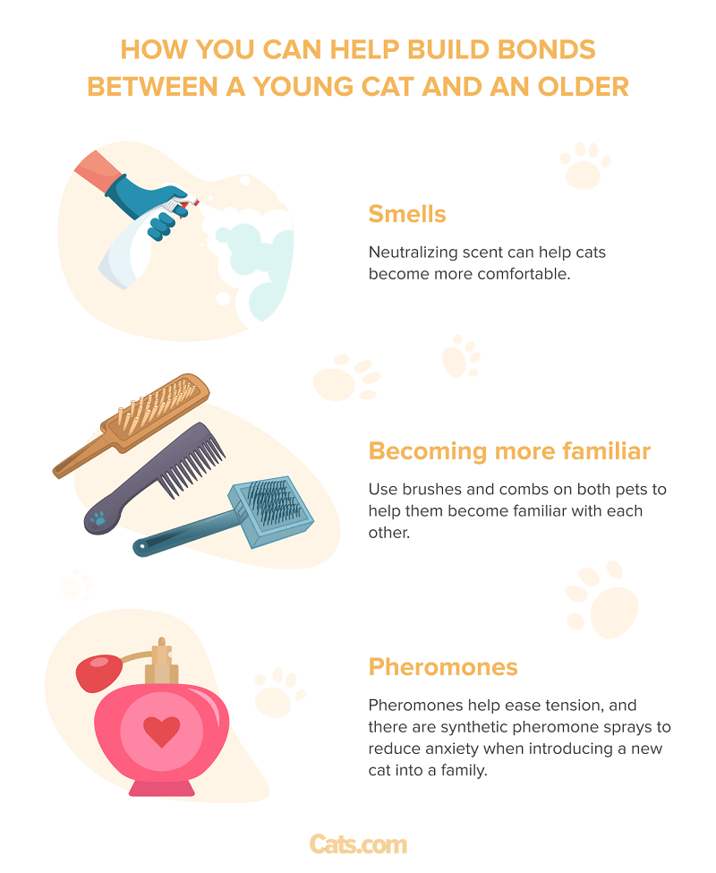 Signs of bonding in cats.