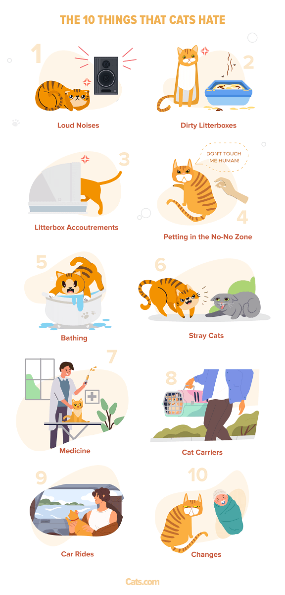 Las 10 cosas que odian los gatos 