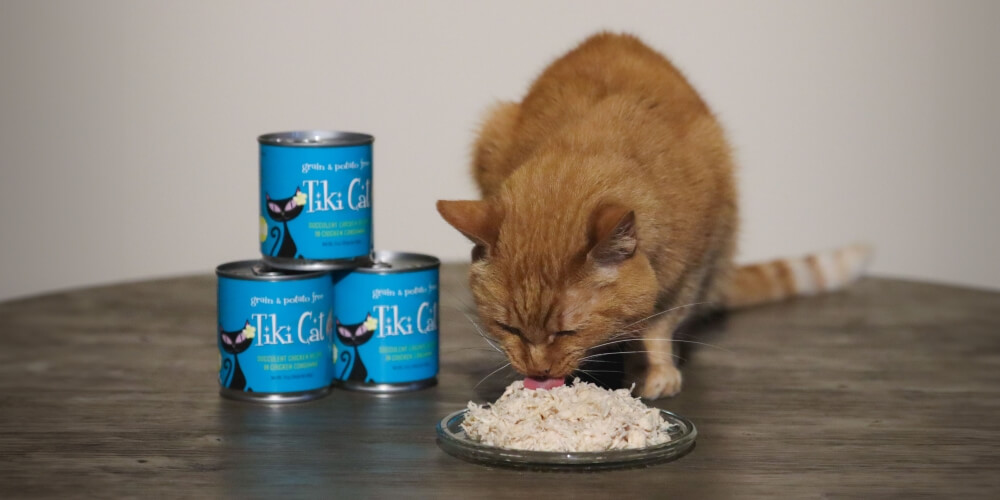cat eating tiki cat food