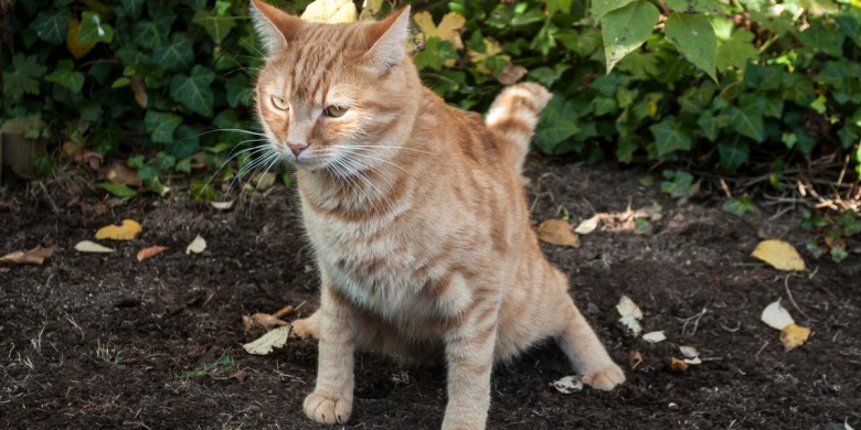 Vet Approved Cat Stool Chart: Decoding Your Cat's Poop - Cats.com