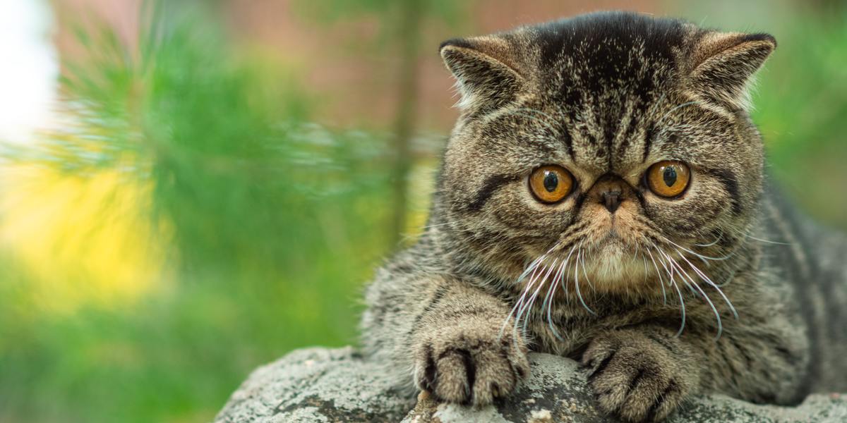 The 10 Things That Cats Hate Most