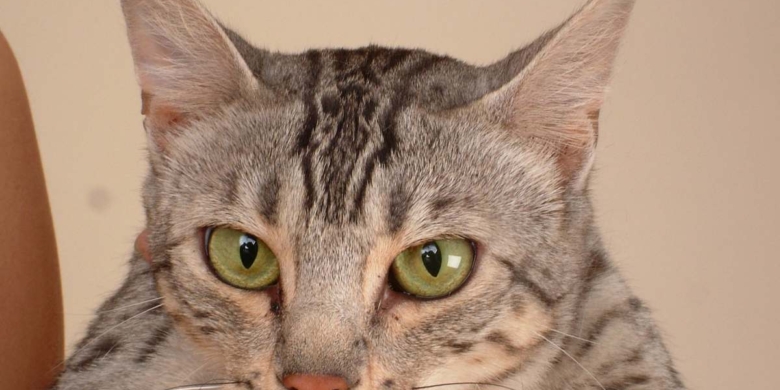 beautiful looking cat
