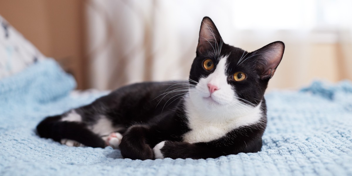 Tuxedo Cats Personality, Lifespan And Facts