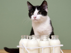 Curious cat investigating a Bottles of almond milk