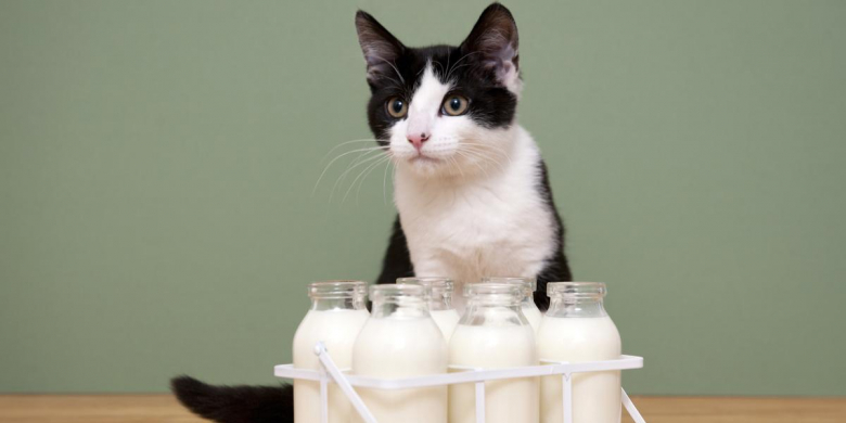 Can Cats Drink Almond Milk? - Cats.com