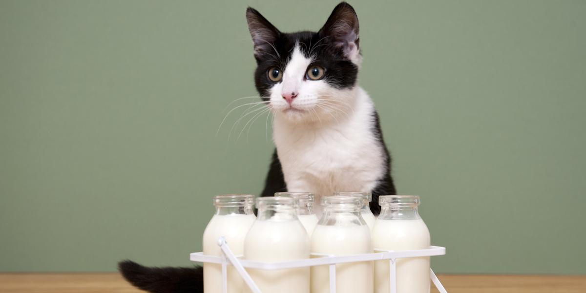 An image showcasing a cat next to a container of almond milk.