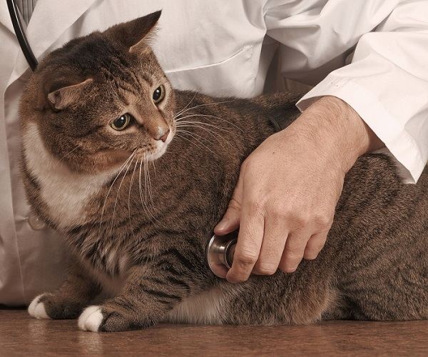 Causes Of Hypercholesterolemia In Cats