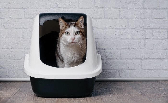 Cat standing in a litter box