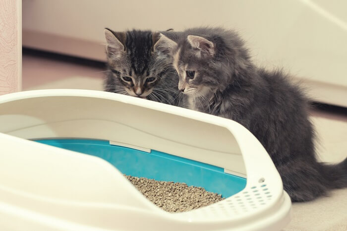 Which kitty litter is the outlet best