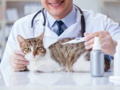 vet-checking-cat-temperature