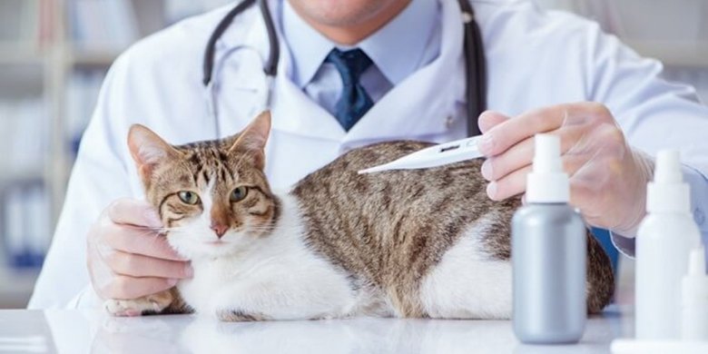 vet-checking-cat-temperature