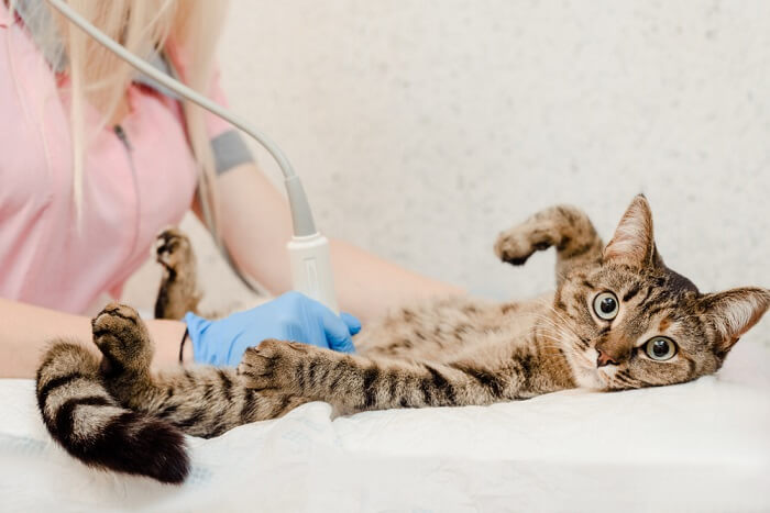 Ultrasound examination of a cat.