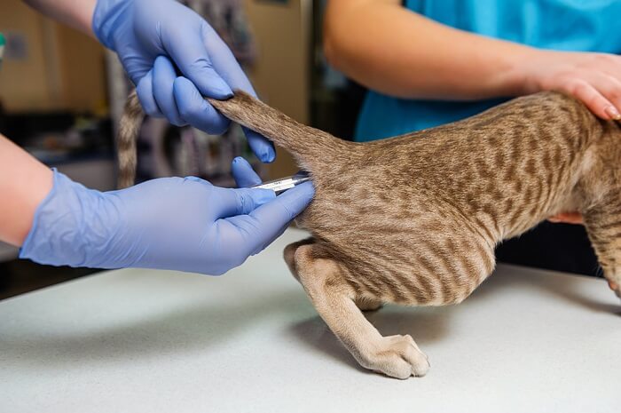 A person checking a cat's temperature, a common veterinary procedure for assessing feline health.