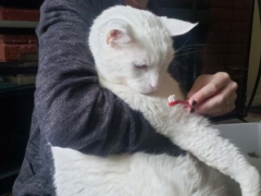 owner trying to brush white cat teeth