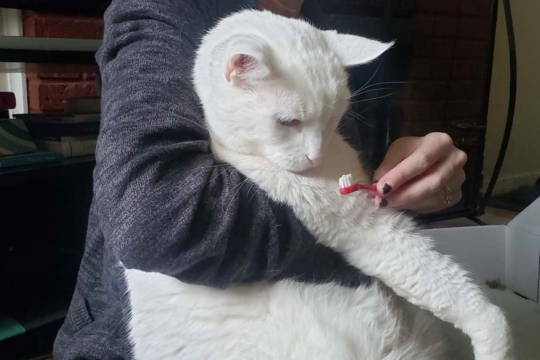 Your Guide to Dental Cleaning for Cats