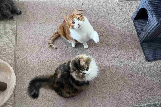 10 Signs Your Cat Wants Another Cat