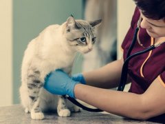 vet-checking-cat-heart-rate
