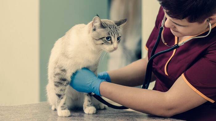 Veterinarian attentively assessing a cat's heart rate using a stethoscope, ensuring the feline's cardiovascular health is well-monitored and cared for.